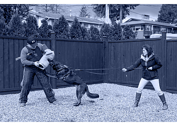 Maple Ridge dog trainer Superior Canine  image 1