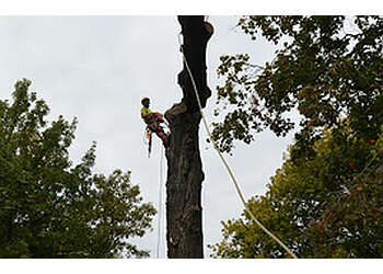 Sault Ste Marie tree service Superior TreeWorks