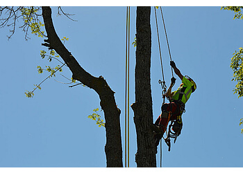 Sault Ste Marie tree service Superior TreeWorks