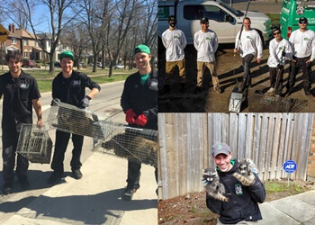 Toronto animal removal SWAT Wildlife Inc
