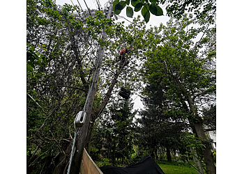 Orangeville Services d'arboriculteur Sweet Cherry Tree Care Ltd.