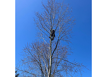 Orangeville Services d'arboriculteur Sweet Cherry Tree Care Ltd.