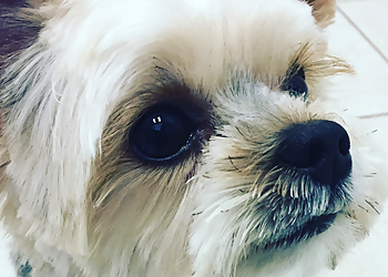 Sweet Paws Dog Grooming Services - Richmond, BC Salons de Toilettage Pour Animaux De Compagnie - Dog Grooming Image
