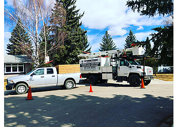 Calgary tree service Symmetree image 1