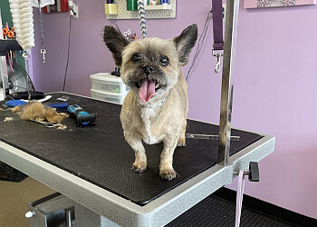 Barrie pet grooming TJ's Tails 2 Toes Grooming