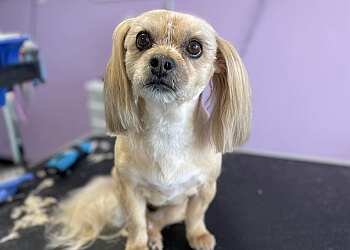 Barrie pet grooming TJ's Tails 2 Toes Grooming