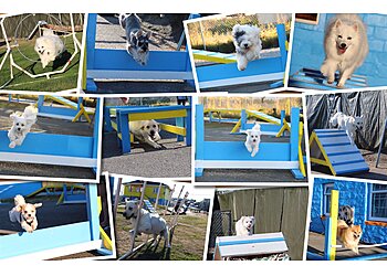 Richmond dog trainer TK Canine Training Centre