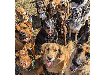 Whitby dog walker TLC Dog Walking