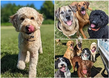 Whitby dog walker TLC Dog Walking