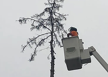 TNT Tree Service Ltd. - Winnipeg, MB Tree Services - Field Work Image