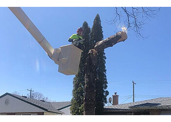 Winnipeg Services d'arboriculteur TNT Tree Services