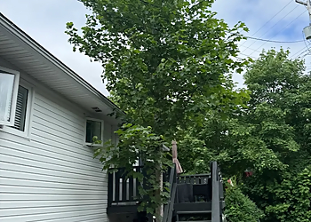 TREE EXPERTS - St Johns, NL Tree Services - Service Image