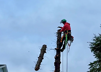 TREE EXPERTS - St Johns, NL Tree Services - Team Working Image