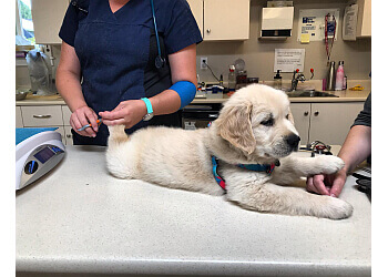 Delta veterinary clinic Trenant Park Pet Clinic