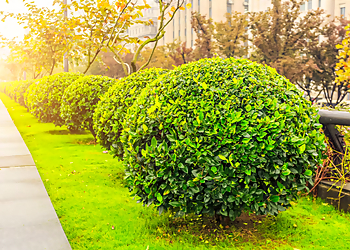 Levis tree service Taille de haies LeBlanc