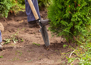 Levis tree service Taille de haies LeBlanc