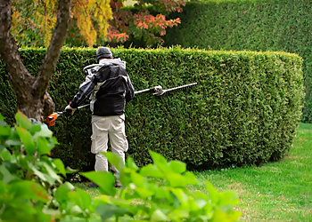 Levis tree service Taille de haies LeBlanc 