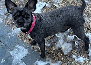 Saint John Salons de Toilettage Pour Animaux De Compagnie Taja's Professional Grooming