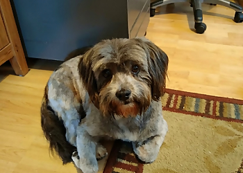 Taja's Professional Grooming - Saint John, NB Pet Grooming - Professional Highlights