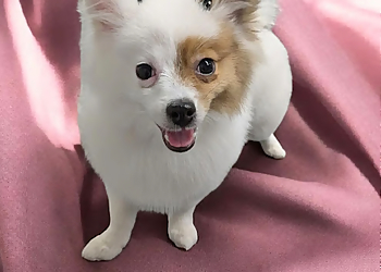 Red Deer Salons de Toilettage Pour Animaux De Compagnie Tall Tails Grooming