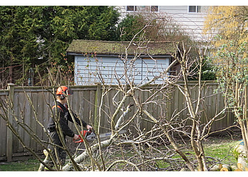 Delta tree service Tall Timber Tree Services Ltd.