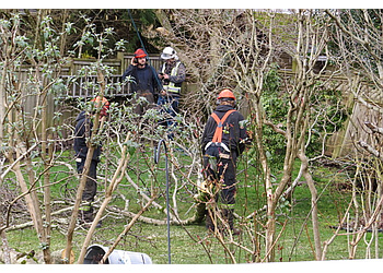 Delta tree service Tall Timber Tree Services Ltd.