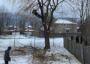 Tarzan Tree Removal - Barrie, ON Tree Services - Tree Removal Image
