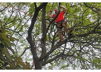 Barrie tree service Tarzan Tree Removal Limited