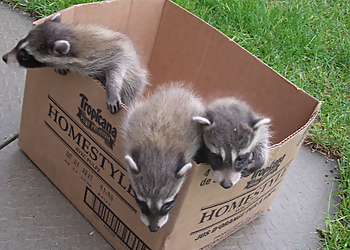Tarzan Wildlife Inc - Brampton, ON Élimination Des Animaux - Service Image