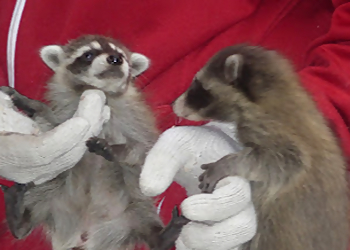 Tarzan Wildlife Inc - Brampton, ON Élimination Des Animaux - Service Highlights