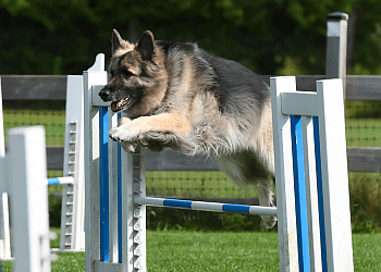 Guelph dog trainer Taylor'ed Canines