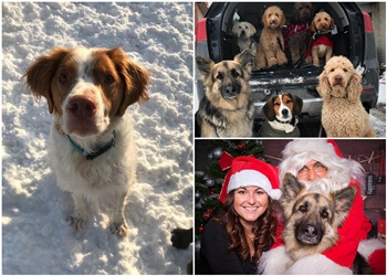 Guelph dog trainer Taylor'ed Canines