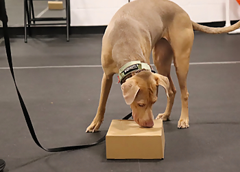 Taylor'ed Canines - Guelph, ON Dog Trainers - Dog Training Image