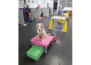 Peterborough dog trainer Team Fido Dog Training