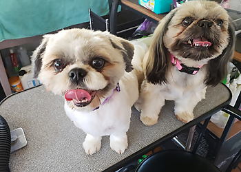 Surrey pet grooming Tender Pawz Pet Grooming 