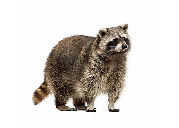 Halifax Élimination Des Animaux Terminix Canada Pest Control Halifax