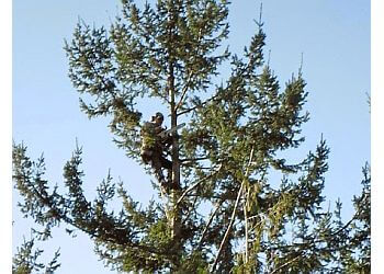 Surrey tree service The Arborist