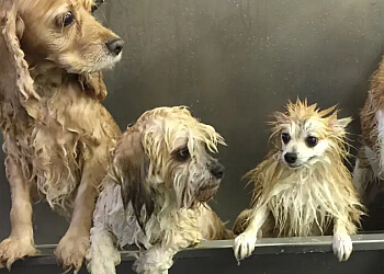 Burnaby pet grooming The Barker Barber Inc.