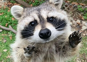 Abbotsford animal removal The Bugman Pest Control Services