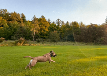 Hamilton dog trainer The Crunchy Canine