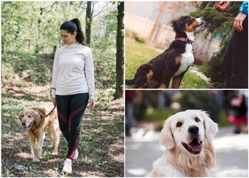 Hamilton dog trainer The Crunchy Canine