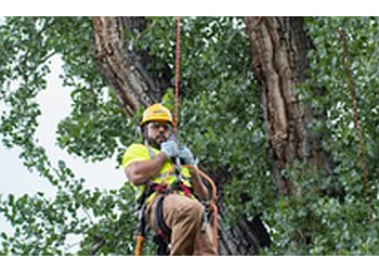 London tree service The Davey Tree Expert Company