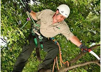 Pickering tree service The Davey Tree Expert Company