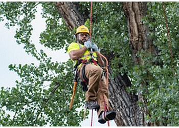 Vaughan tree service The Davey Tree Expert Company