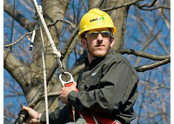 Vaughan tree service The Davey Tree Expert Company