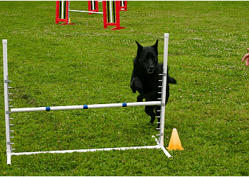 Thunder Bay Dresseurs De Chiens The Dog Classroom