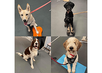 Thunder Bay Dresseurs De Chiens The Dog Classroom