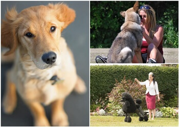 Thunder Bay Dresseurs De Chiens The Dog House & More