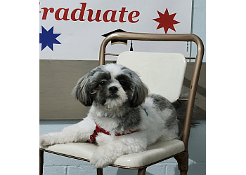 Barrie dog trainer The Dog Nanny Canine Training Academy