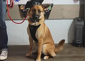 The Dog Nanny Canine Training Academy - Barrie, ON Dog Trainers - Dog Image